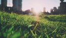 Image: City green lawn.