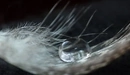 Image: A drop of water on the feather.