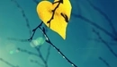 Картинка: Осенний жёлтый лист в форме сердечка на фоне неба