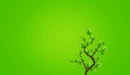Картинка: Дерево на зелёном фоне.