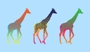 Картинка: Три жирафа в стиле поп-арт