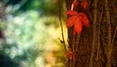 Картинка: Осенние листья.