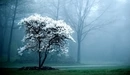 Картинка: Цветущее дерево в туманном лесу.