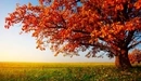 Картинка: Осенняя листва дерева