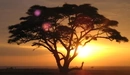 Картинка: Дерево в Африке.
