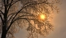 Картинка: Солнце просвечивает сквозь снежные ветки.