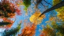 Картинка: Листья разных цветов на кронах деревьев.