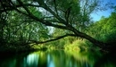 Картинка: Дерево наклонилось над рекой