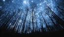 Картинка: Сияние звёздного неба среди стволов деревьев.