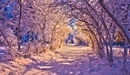 Картинка: Свет от фонарей падает на деревья и освещает снежную дорожку.