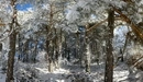Image: A Sunny day in the snowy forest.