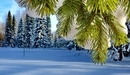 Картинка: Хвойный лес зимой