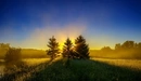 Картинка: Три ёлочки в поле на закате солнца