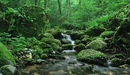 Картинка: Естественный мини-водопад в лесу.