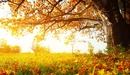 Картинка: Солнце освещает листву дерева