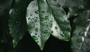 Картинка: Капли от дождя на листьях.