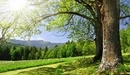 Image: Sunny forest
