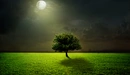 Картинка: Яркая луна освещает одинокое дерево в поле