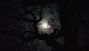 Картинка: Ночной свет от луны пробирается сквозь облака и кроны деревьев.