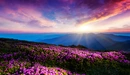 Картинка: Цветы и красивый рассвет на горизонте