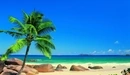 Картинка: Одинокая пальма на берегу океана.