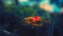 Картинка: Осенний листик одиноко лежит на пне.