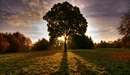 Картинка: Солнечные лучи проходят сквозь деревья