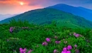 Image: Flowers against the background of green mountains.