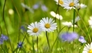 Image: White daisies in a meadow in the field.