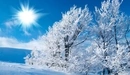Картинка: Обмороженные ветки деревьев зимой.