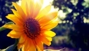 Image: Big yellow sunflower