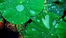 Картинка: Капли воды на листьях Лотоса.
