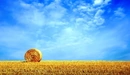 Картинка: уборка пшеницы