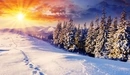 Картинка: Яркое солнце освещает хвою и снежные горы.