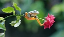 Картинка: Лягушка сидит на стебле розы