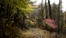 Картинка: Дорожка в осеннем лесу.