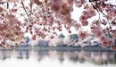 Картинка: Цветение яблони у реки.
