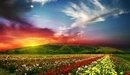 Картинка: Поляна цветов на закате.