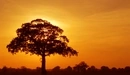 Картинка: Одинокое дерево на закате.