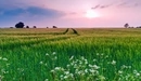 Картинка: Протоптанная трава в поле.