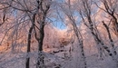 Картинка: Деревья покрытые снегом.