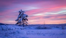 Картинка: Одинокое дерево зимой в снегу.