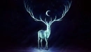 Image: Shining deer with big horns on the background of the starry sky.