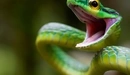 Картинка: Зелёная змея с открытой пастью.