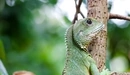 Image: Green iguana crawling on a branch