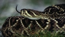 Картинка: Гремучая змея высовывает язык для поиска добычи.