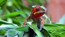 Image: Chameleon sitting on the plant.
