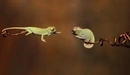 Картинка: Два хамелеона сидя на ветках тянутся друг к другу