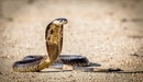 Картинка: Королевская кобра