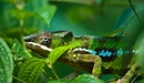 Image: Chameleon in green leaves.